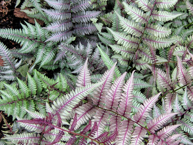 Превью изображения