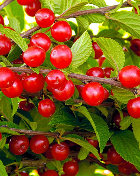 Превью изображения