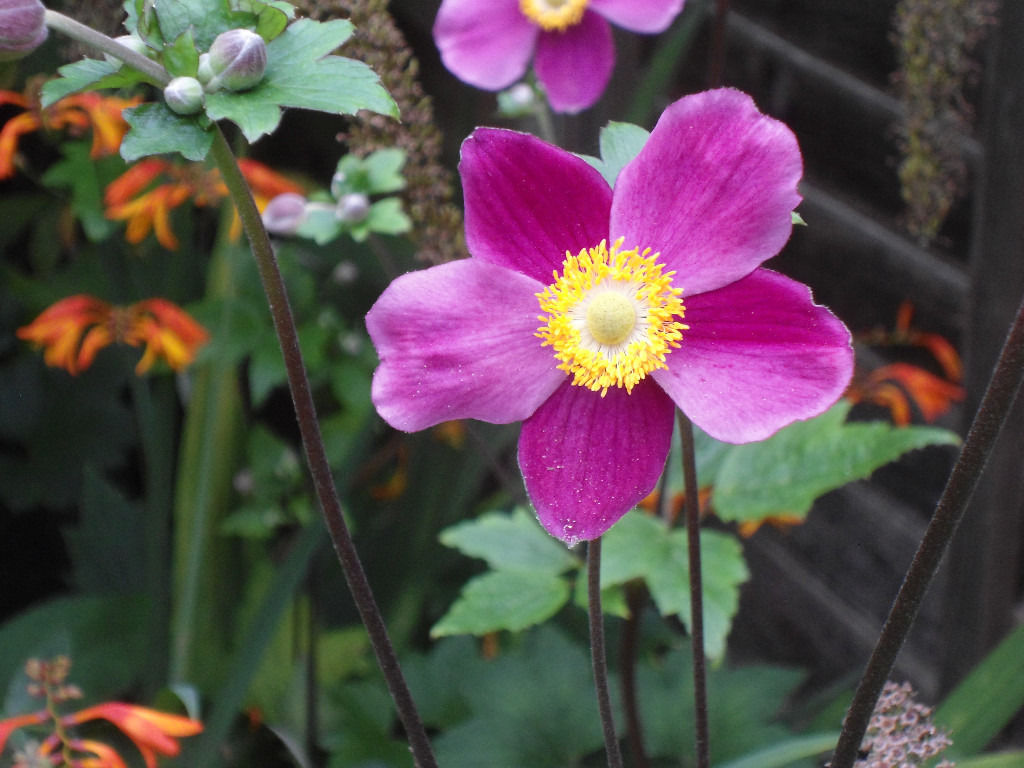 Превью изображения