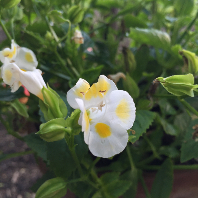 Превью изображения