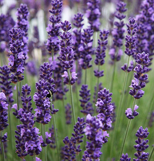 Превью изображения