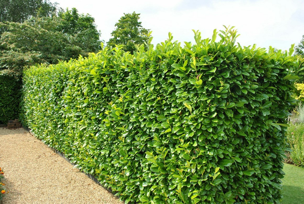 Превью изображения