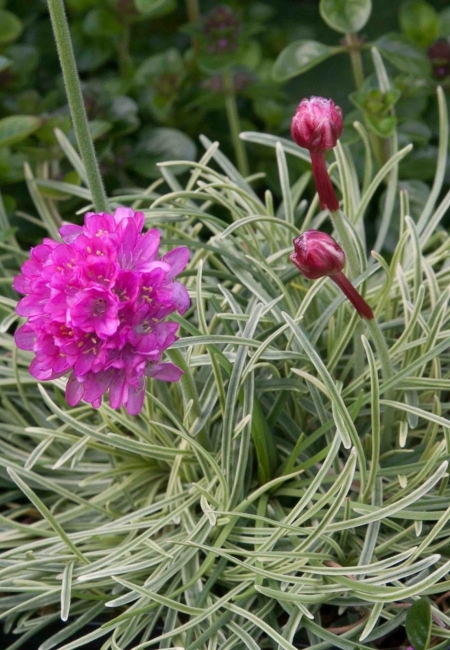 Превью изображения