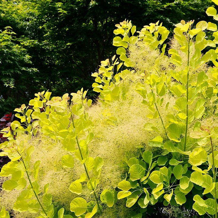 Превью изображения