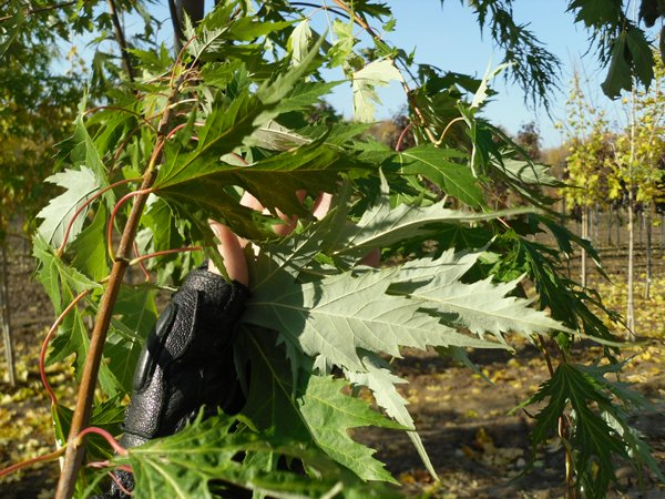 Превью изображения