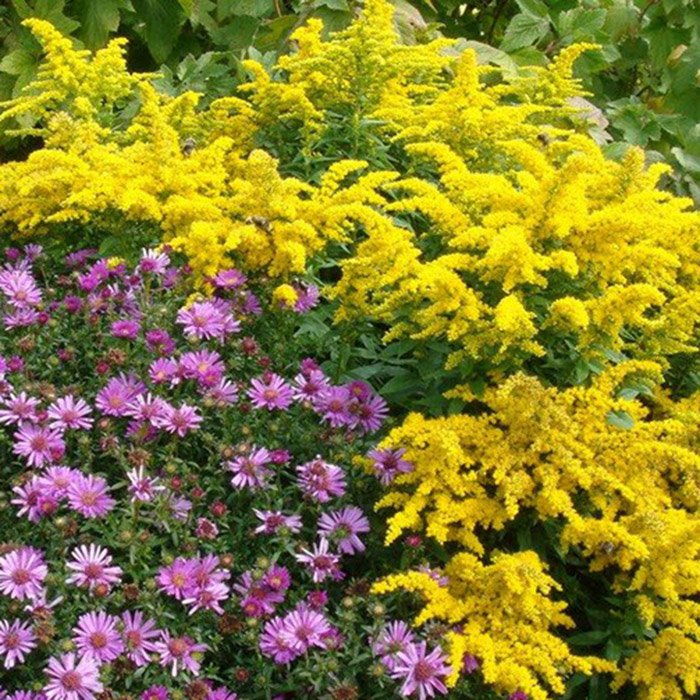 Превью изображения