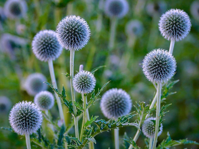 Превью изображения