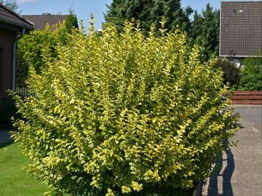 Превью изображения