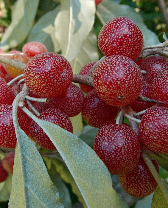 Превью изображения