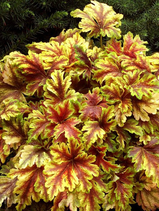 Превью изображения