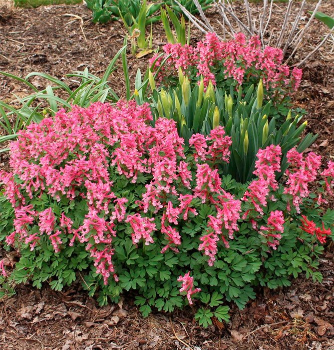 Превью изображения