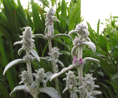 Превью изображения