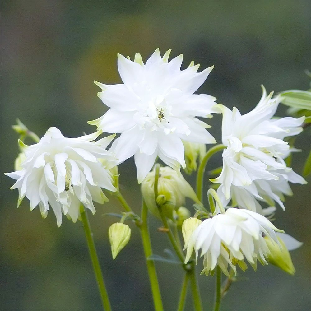 Превью изображения