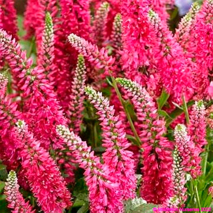 Превью изображения