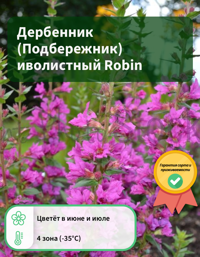 Превью изображения