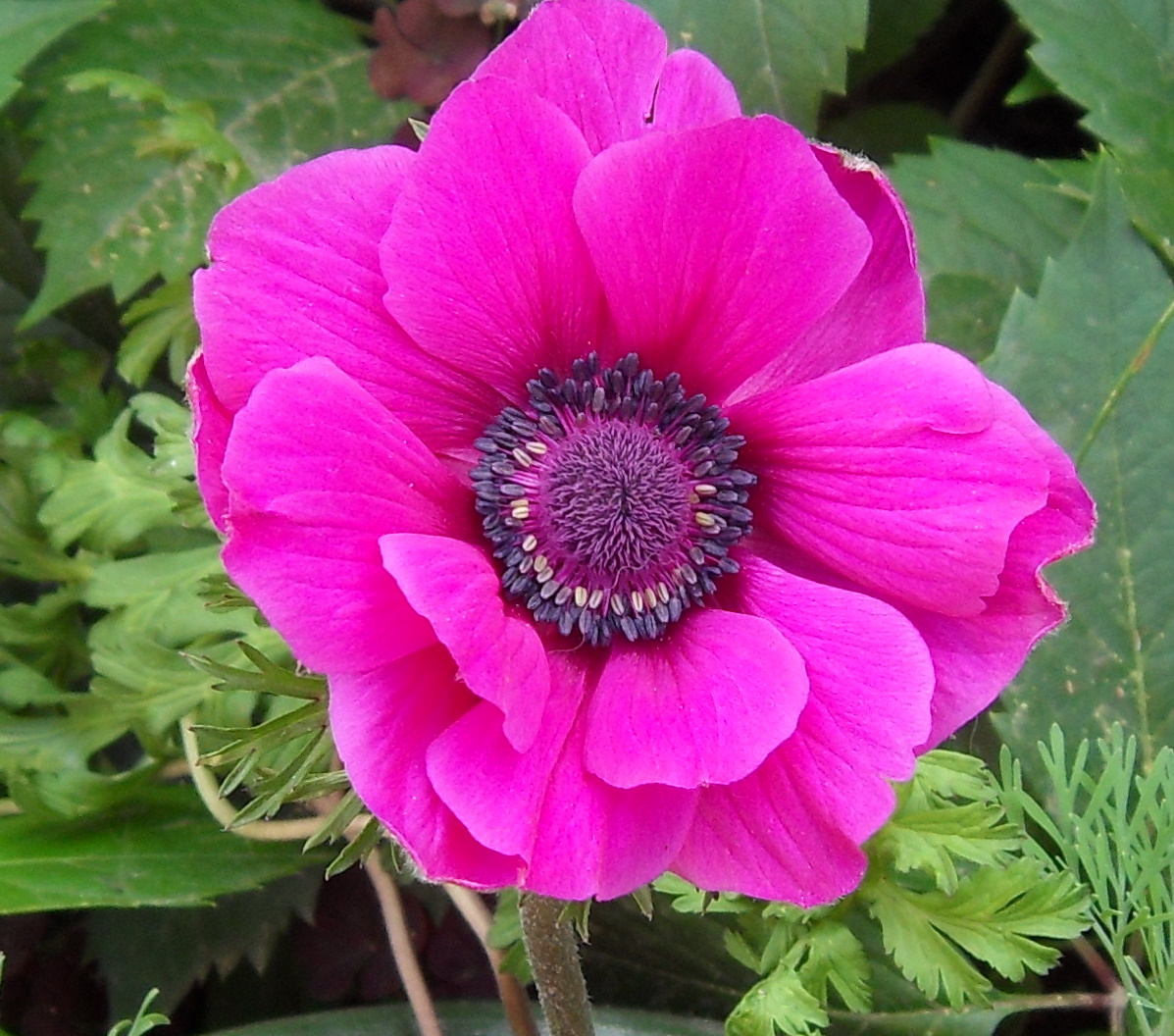 Превью изображения