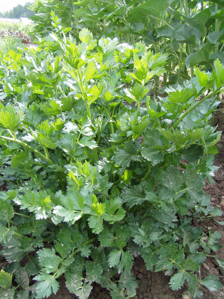 Превью изображения