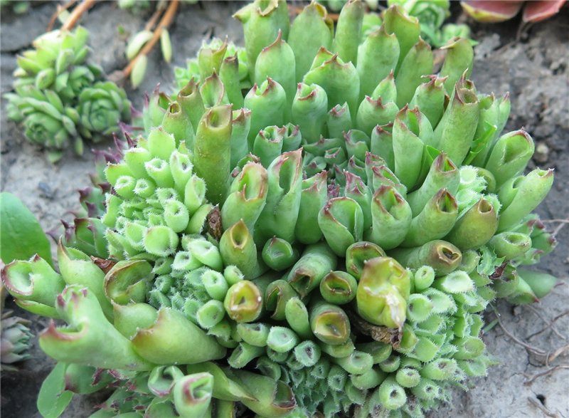 Превью изображения