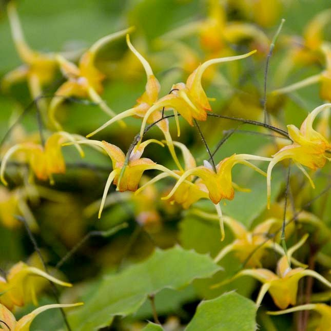 Превью изображения