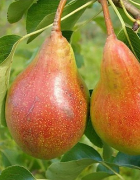 Превью изображения