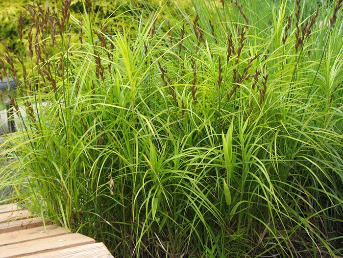 Превью изображения