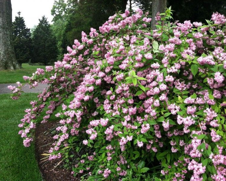 Превью изображения