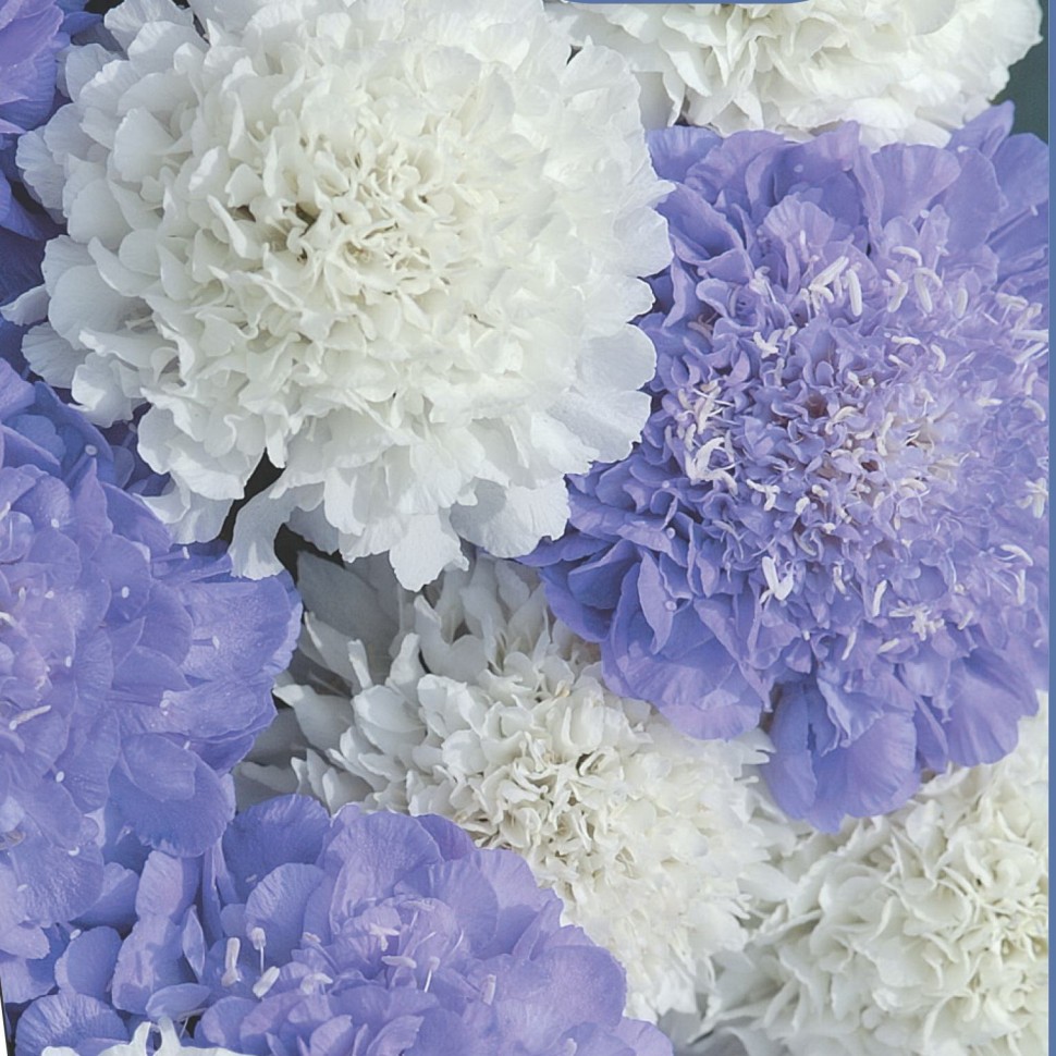 Превью изображения