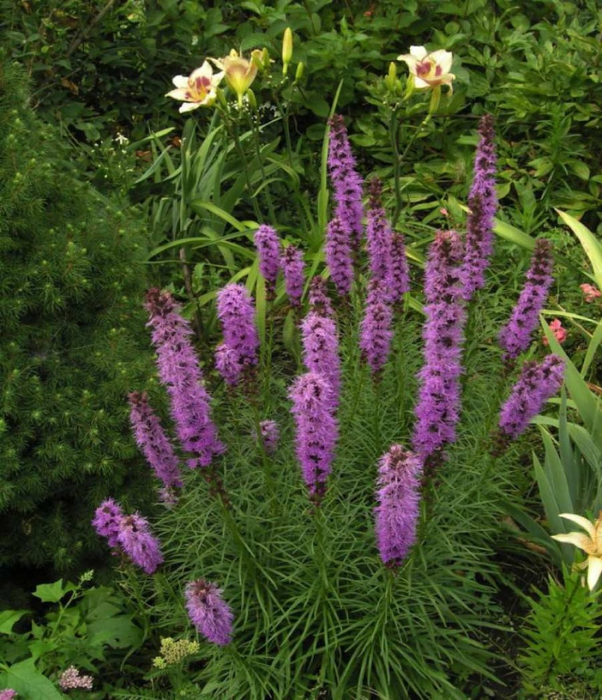 Превью изображения