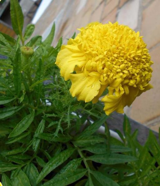 Превью изображения