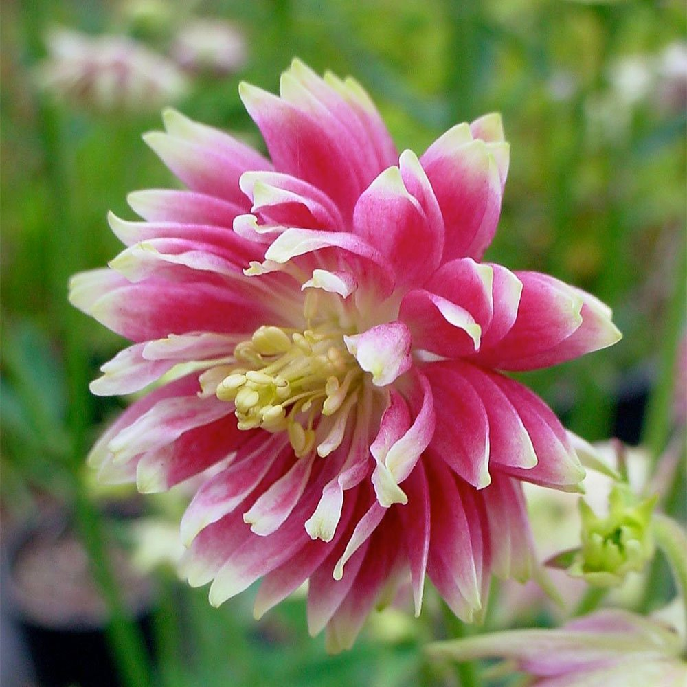 Превью изображения