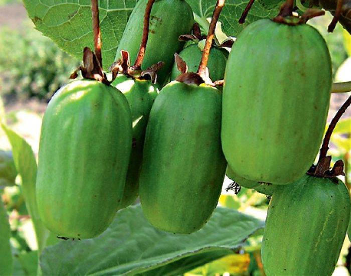 Превью изображения