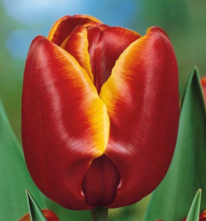 Превью изображения