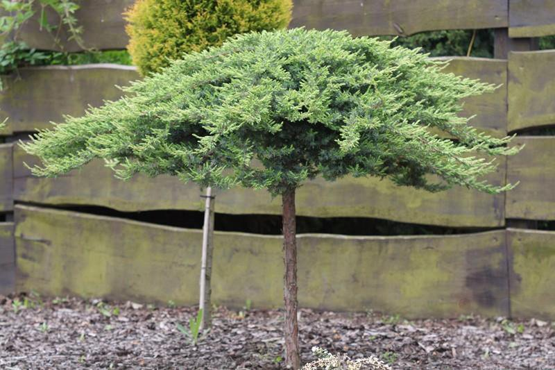 Превью изображения