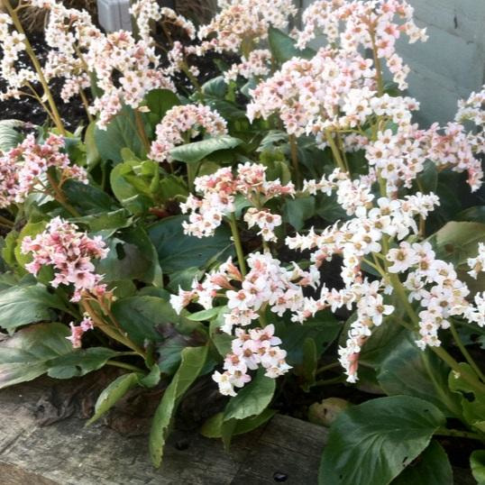 Превью изображения