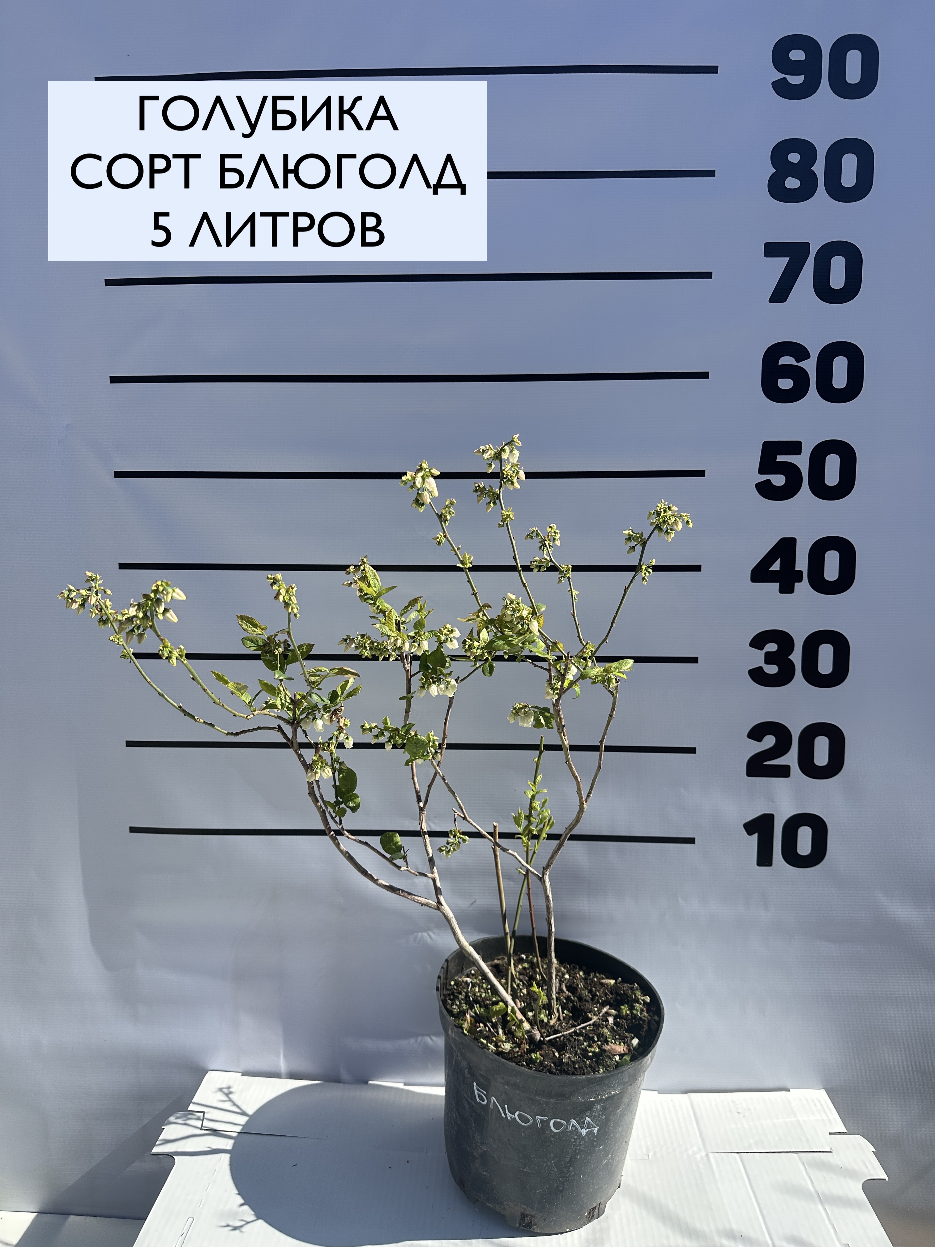 Превью изображения