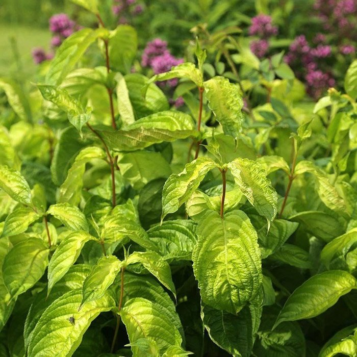 Превью изображения