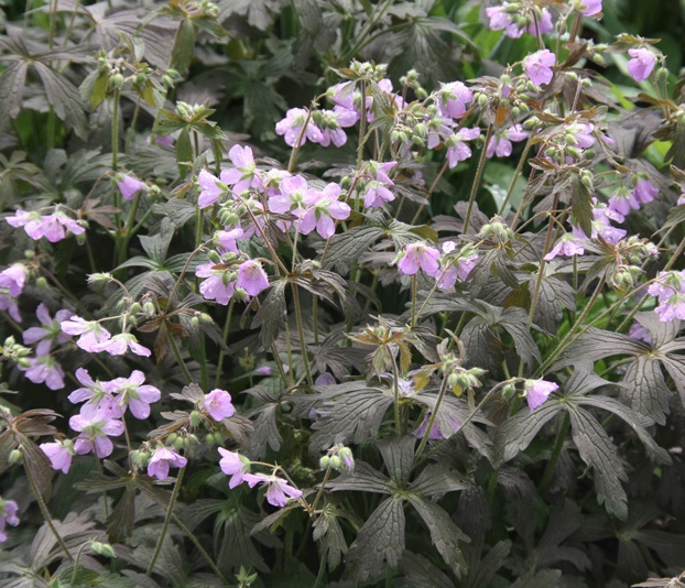 Превью изображения