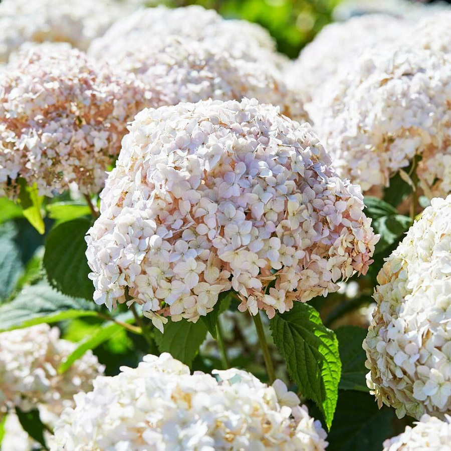 Превью изображения