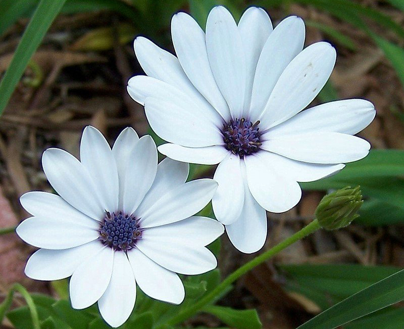 Превью изображения