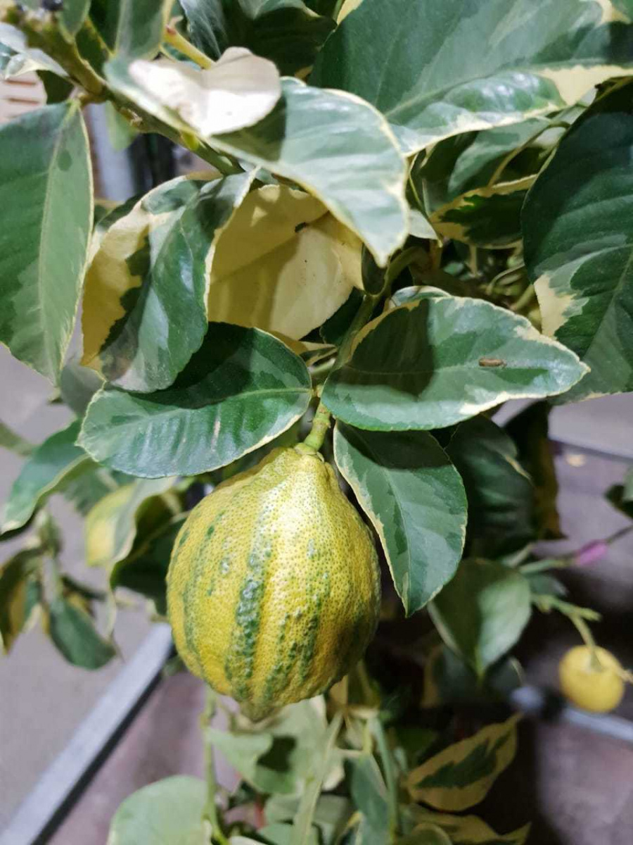 Превью изображения