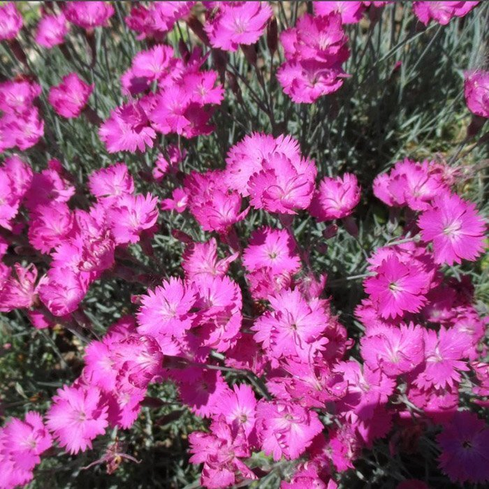 Превью изображения