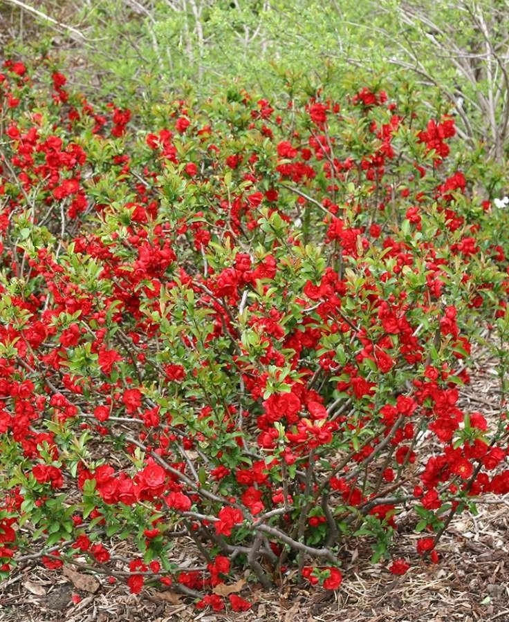 Превью изображения