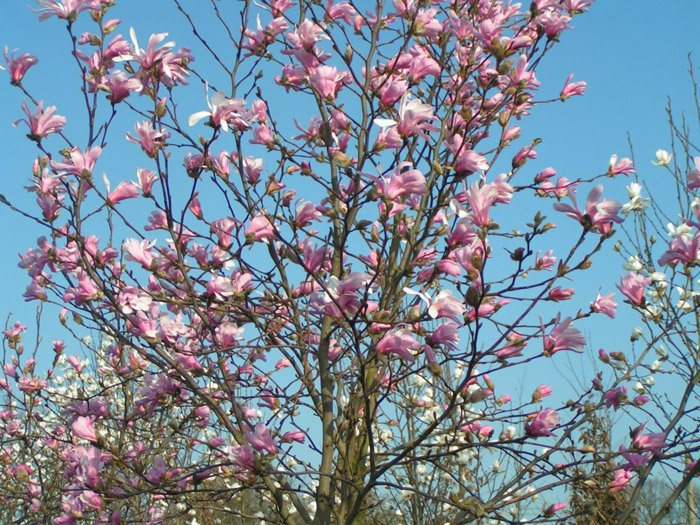 Превью изображения