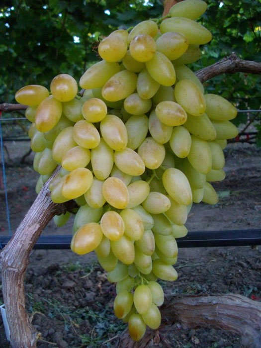 Превью изображения