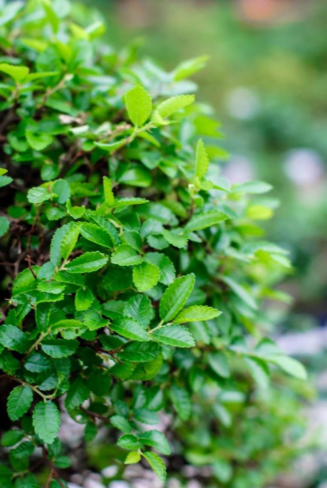 Превью изображения