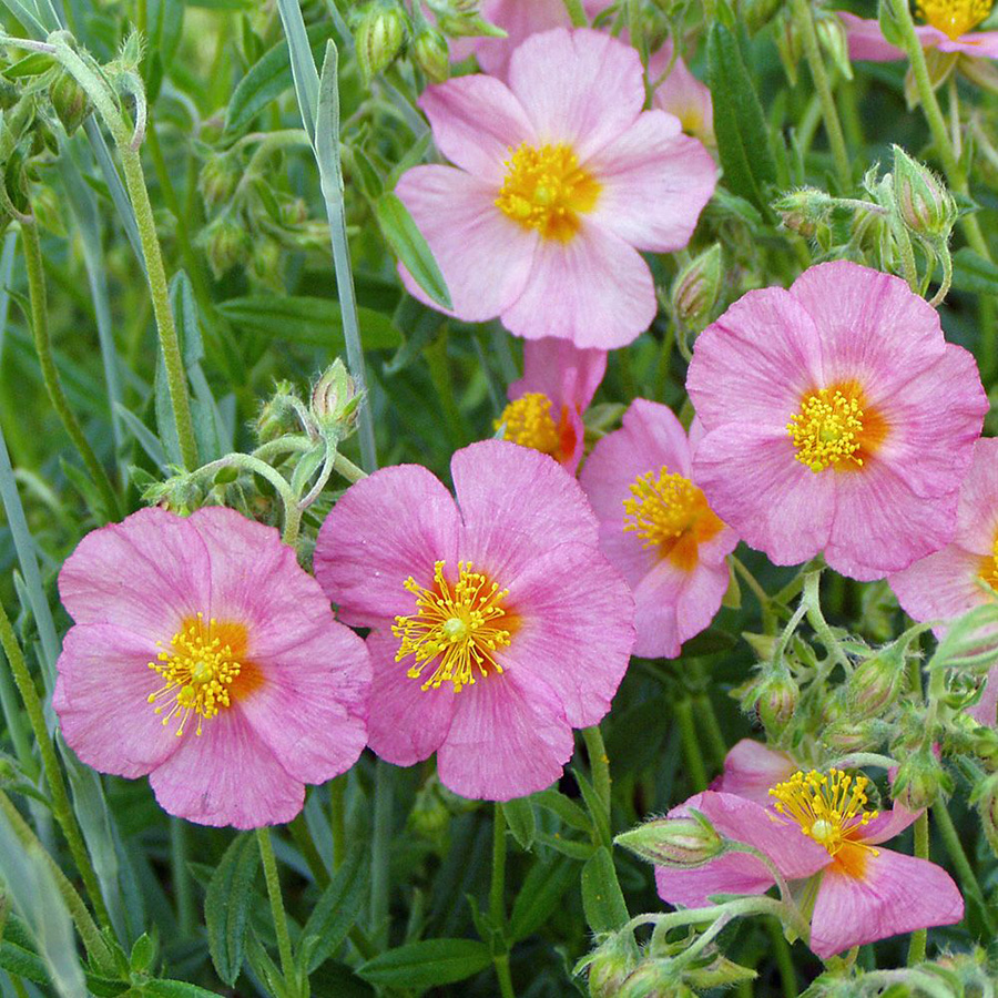 Превью изображения