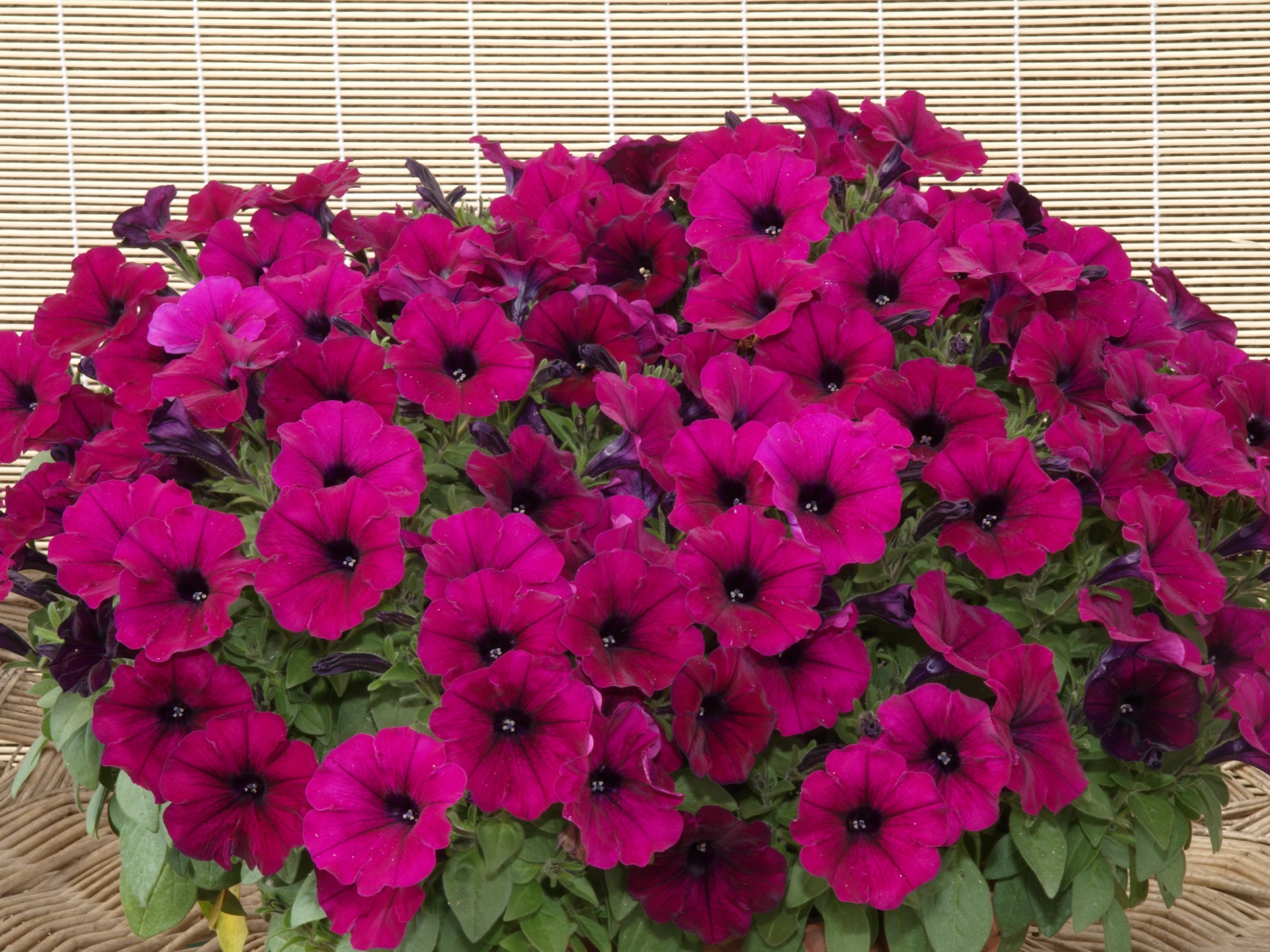 Превью изображения