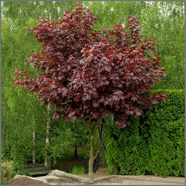 Превью изображения