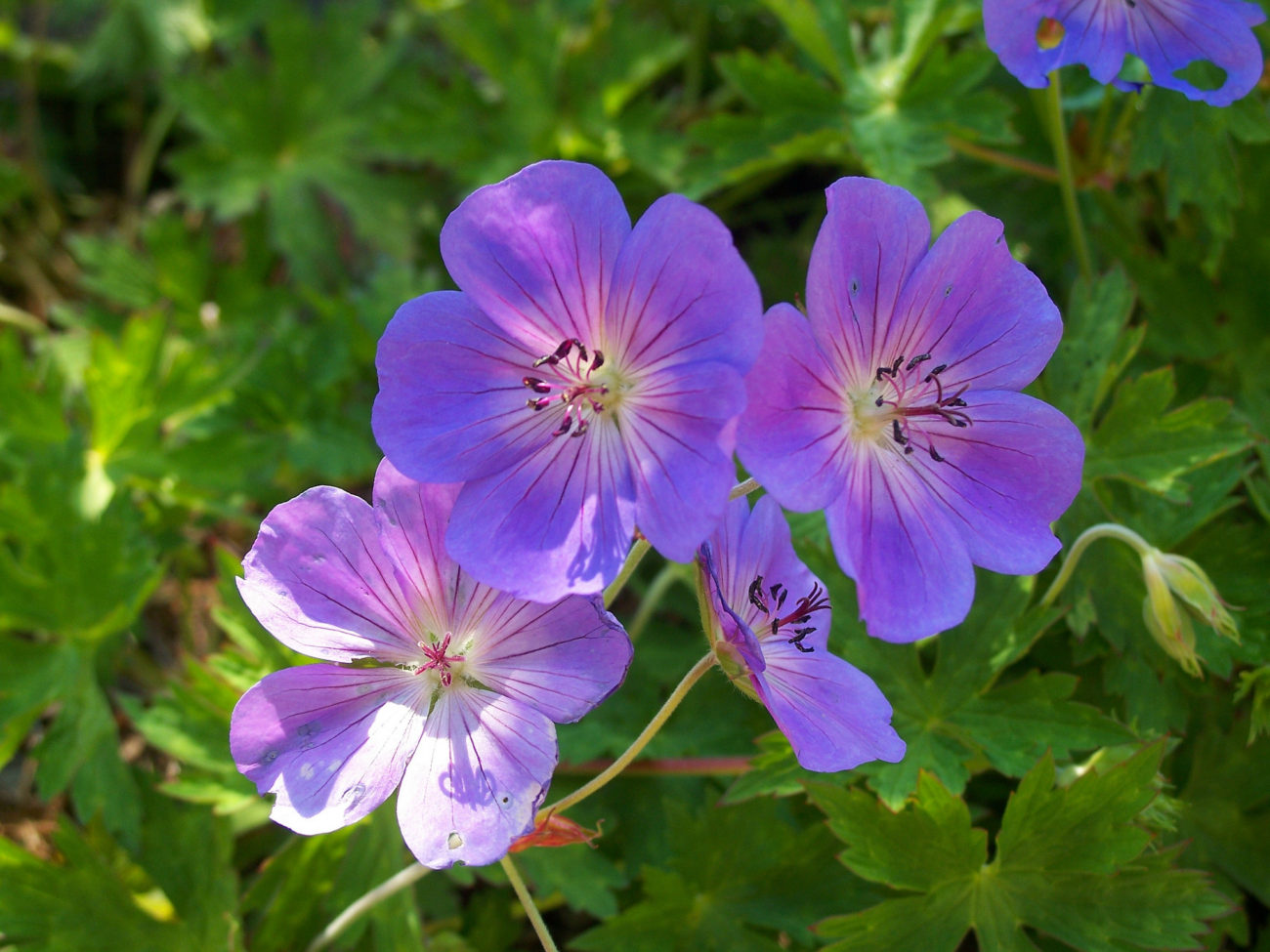 Превью изображения