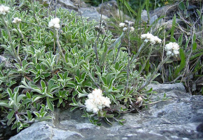 Превью изображения